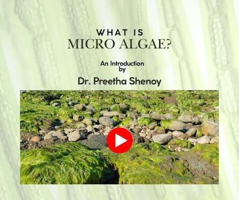 What is micro algae? Is it good?