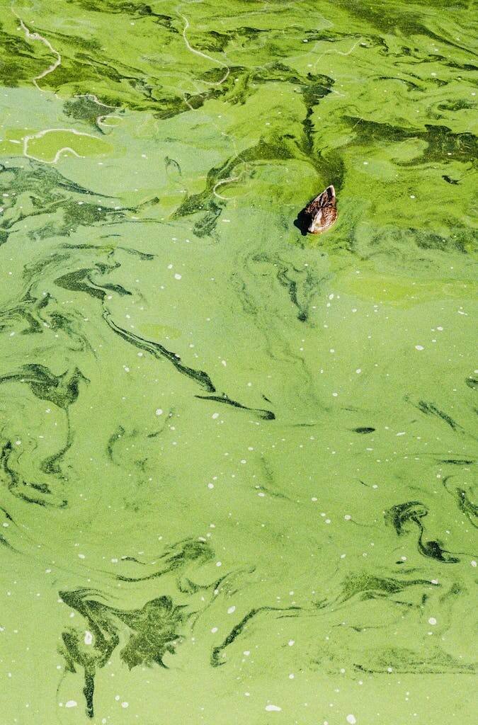 A duck leisurely glides over a bright green algae-covered water surface, creating a vivid natural scene.