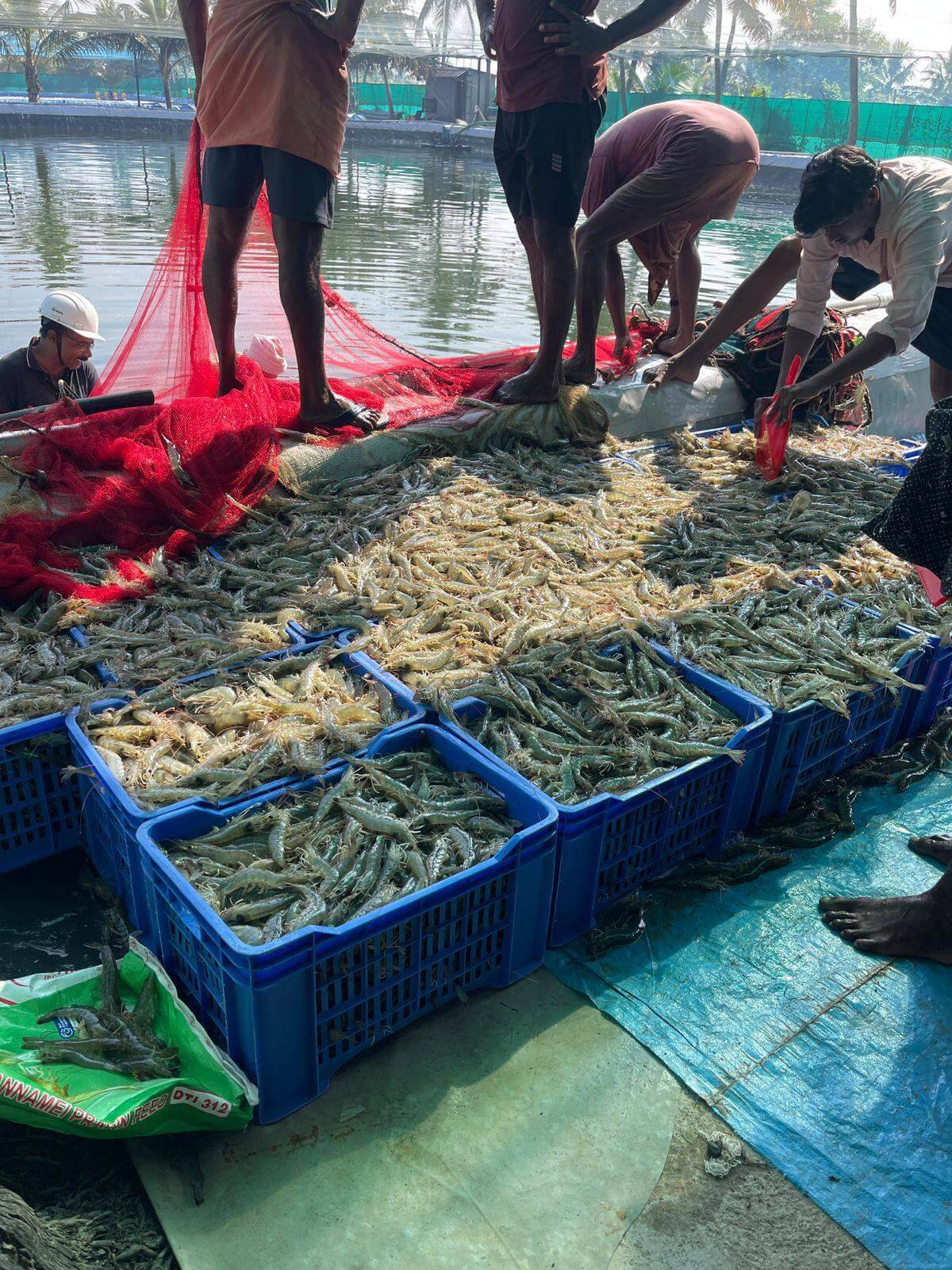 Diatomic shrimp farming in Kayankulam