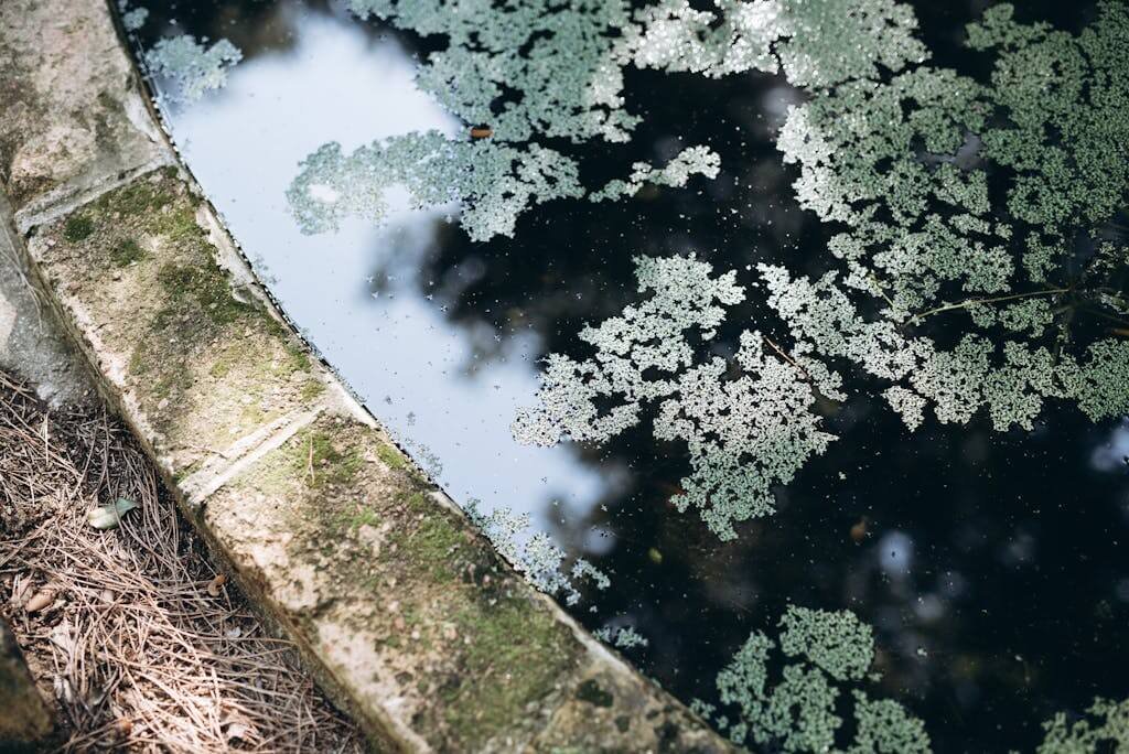 Tranquil pond with algae-covered surface reflecting greenery and sky. Peaceful nature scene.